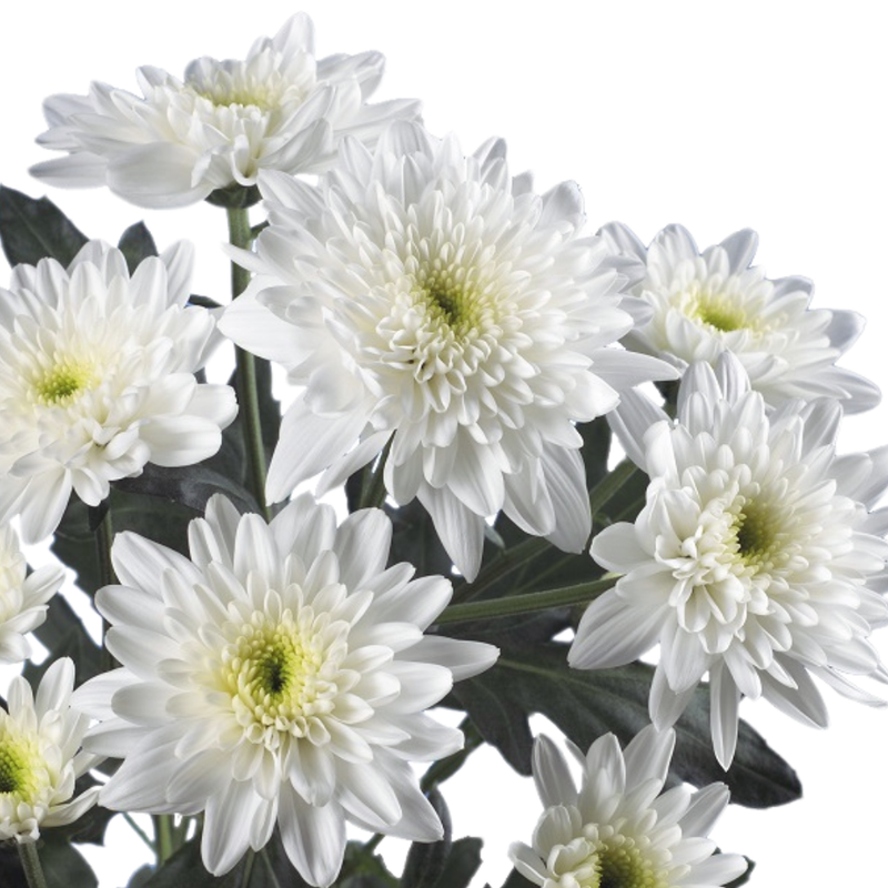 Chrysanthemum spray bonita