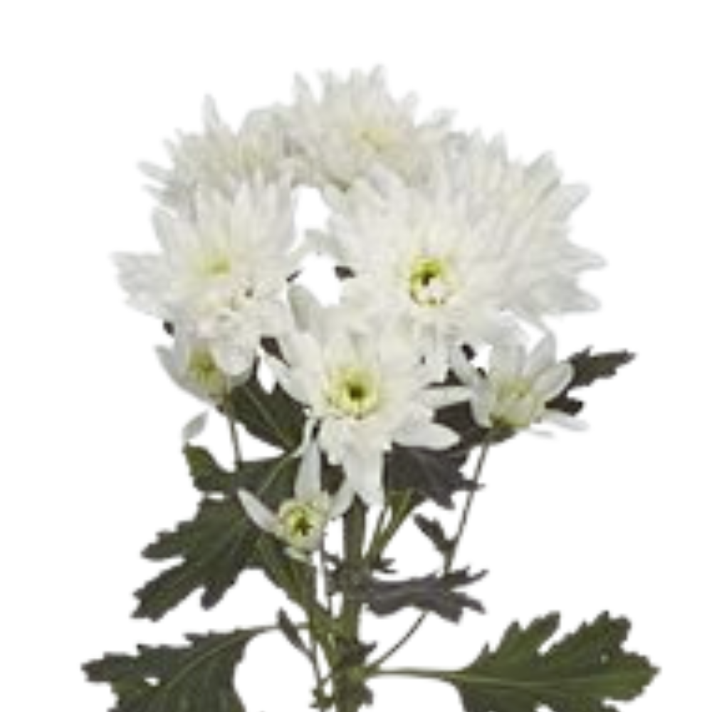 Chrysanthemum spray frozen