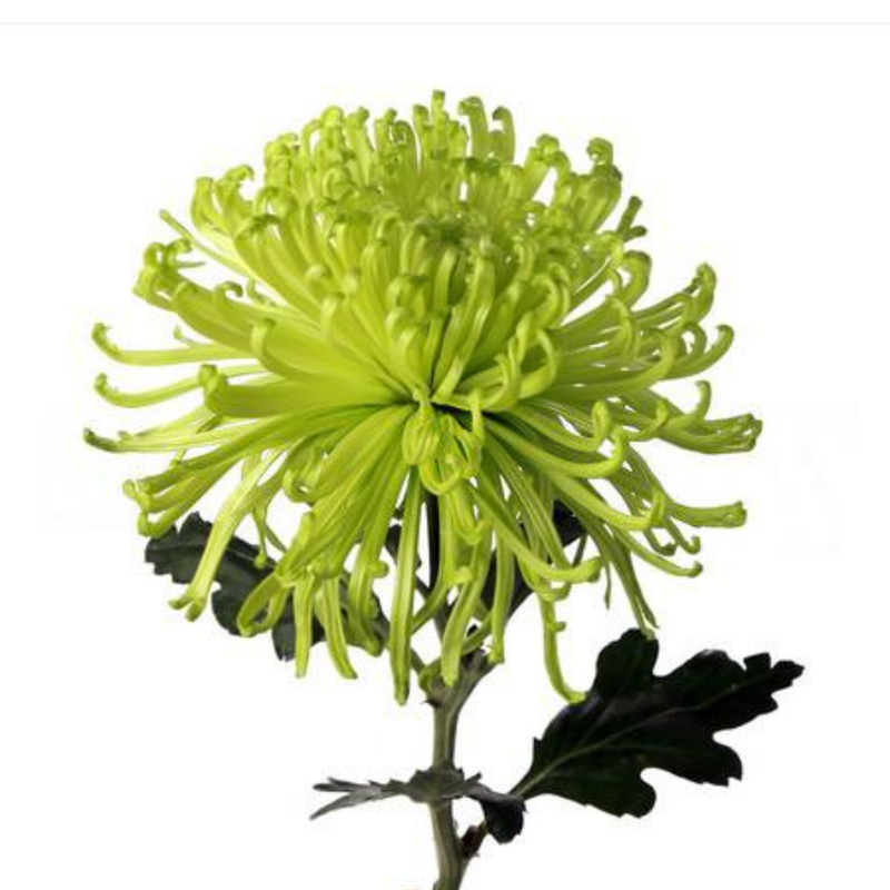 Chrysanthemum single anastasia green