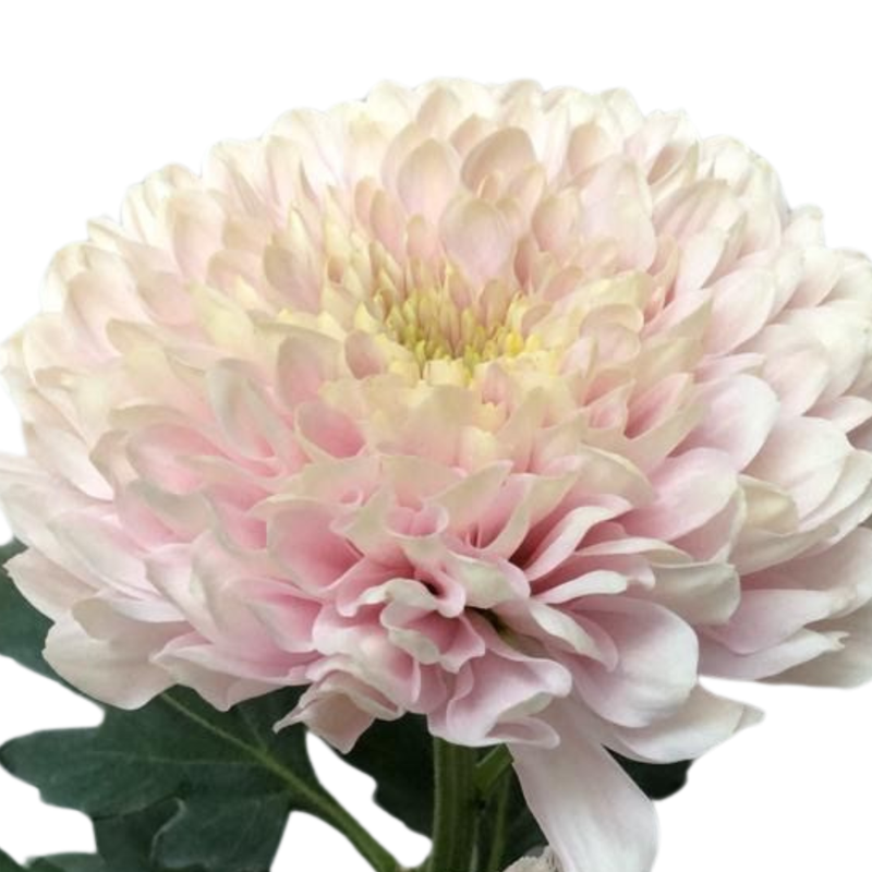 Chrysanthemum single champagne