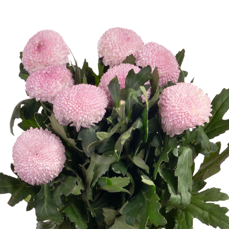 Chrysanthemum single ping pong pink
