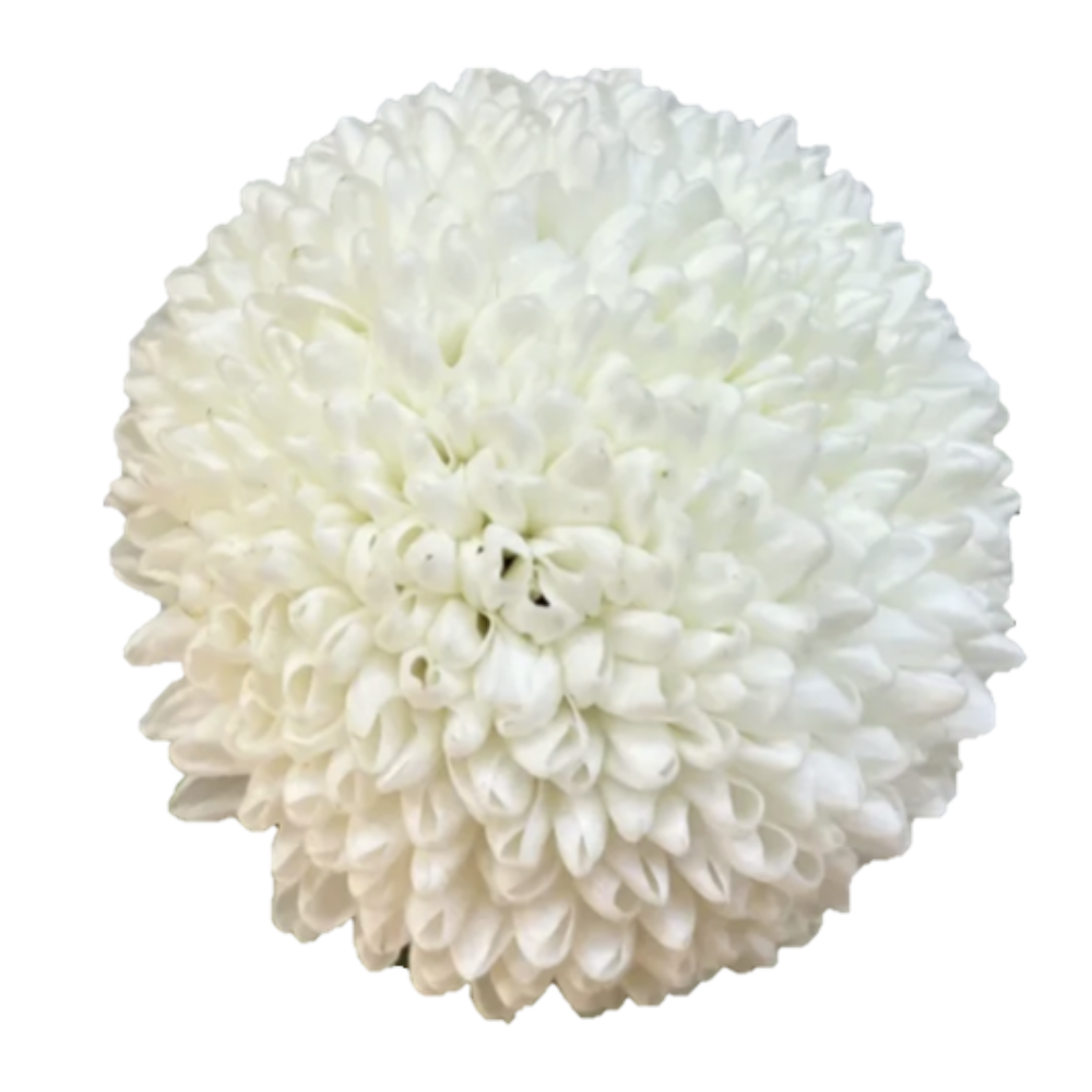 Chrysanthemum single ping pong white