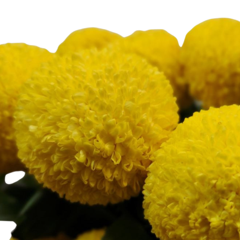 Chrysanthemum single ping pong yellow
