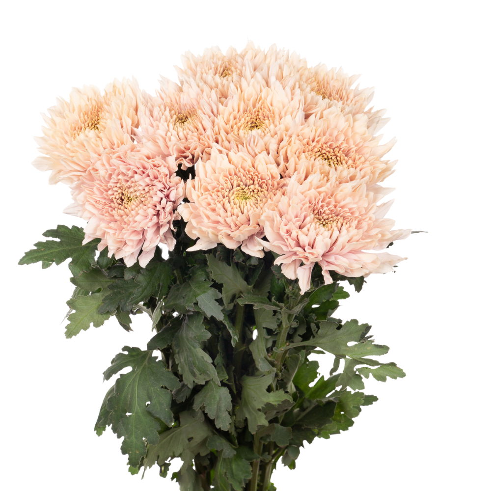Chrysanthemum single romancero
