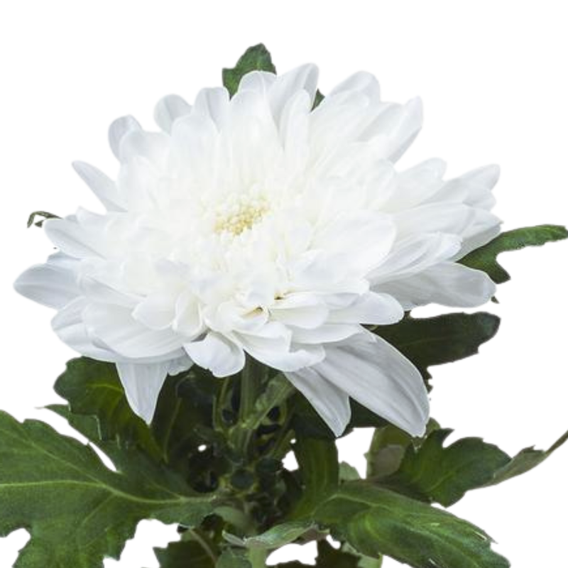 Chrysanthemum single zembla