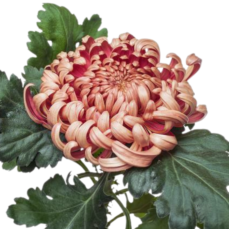 Chrysanthemum single vienna copper