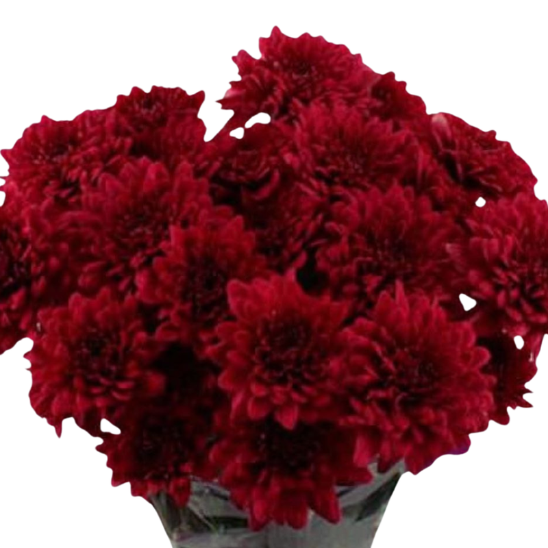 Chrysanthemum spray lamira red