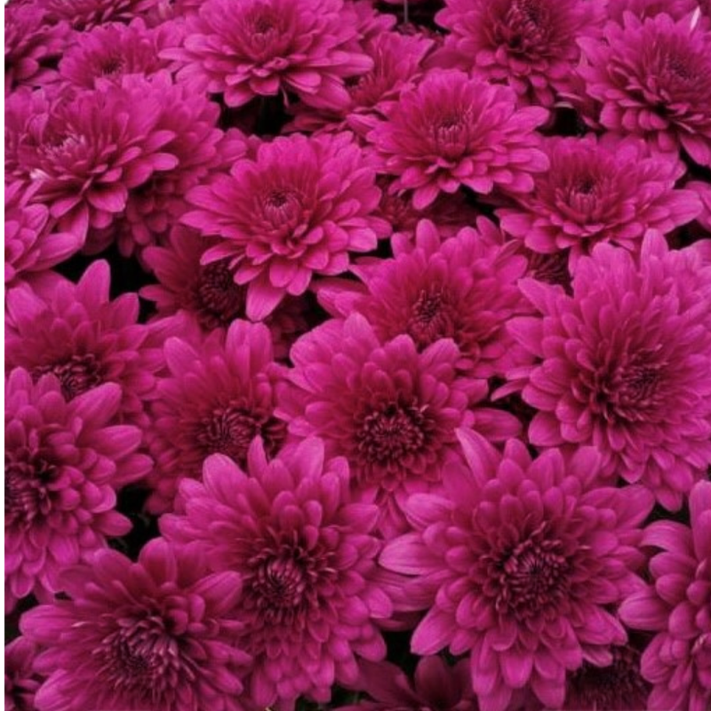 Chrysanthemum spray lamira