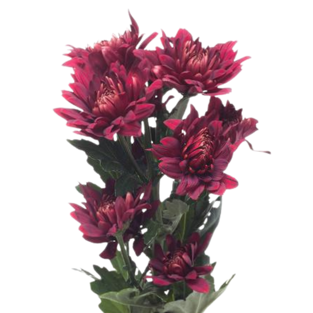 Chrysanthemum spray rabelo