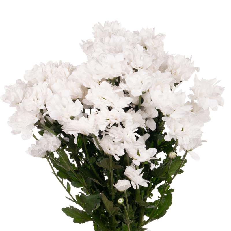 Chrysanthemum spray kennedy