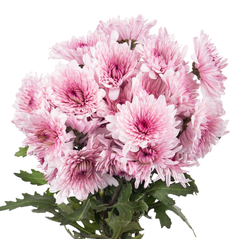 Chrysanthemum spray malibu