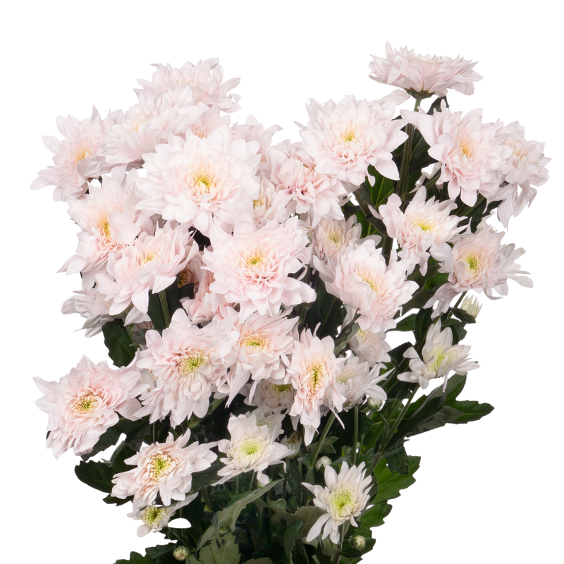 Chrysanthemum spray pastel pink