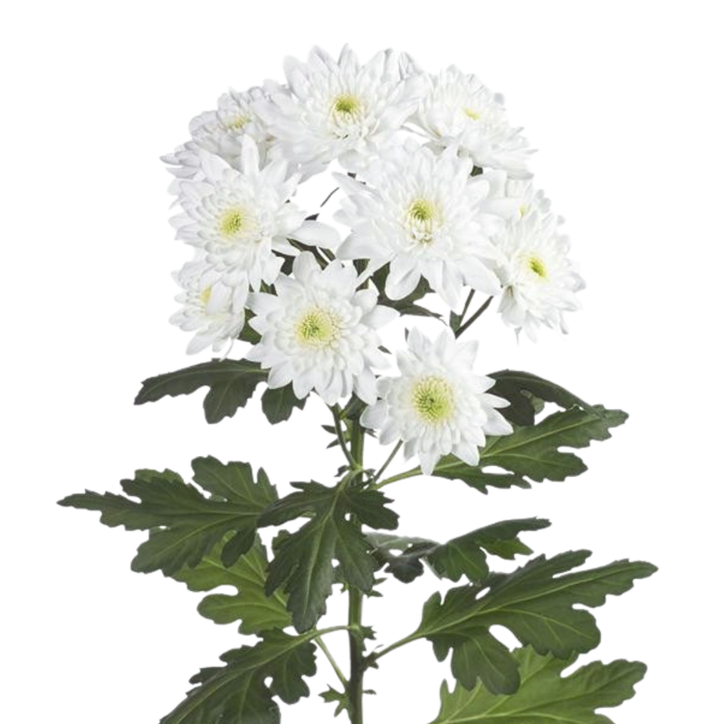 Chrysanthemum spray pina colada