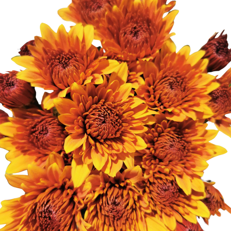 Chrysanthemum spray pumba