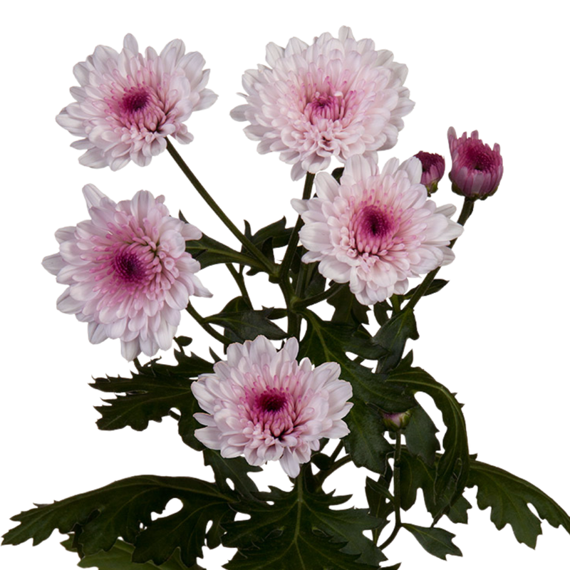 Chrysanthemum spray malibu pink