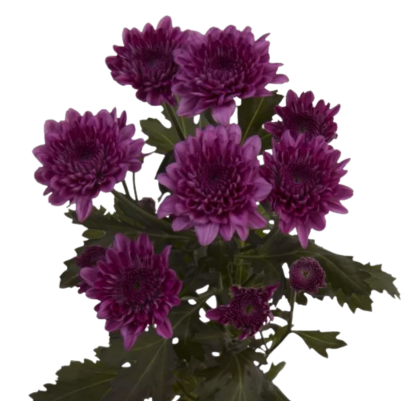 Chrysanthemum spray malibu purple