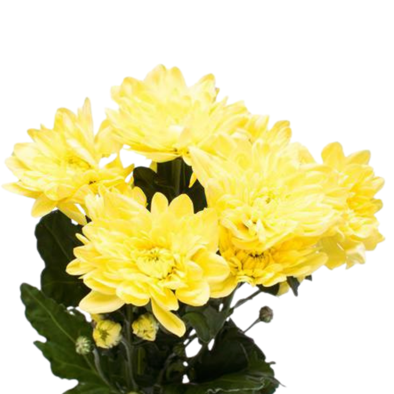 Chrysanthemum spray pina colada yellow