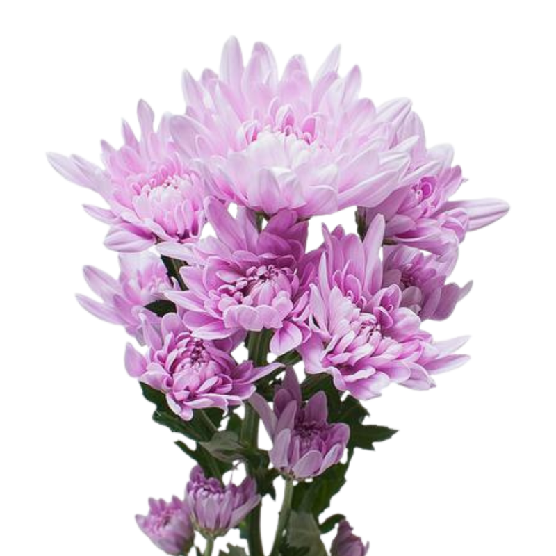 Chrysanthemum spray veronica