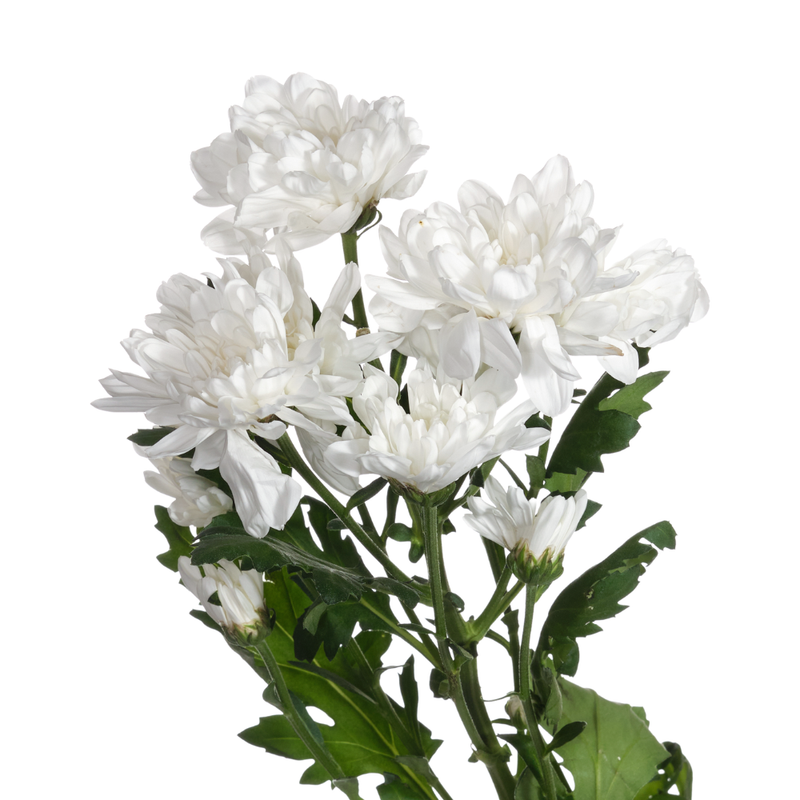 Chrysanthemum spray zembla