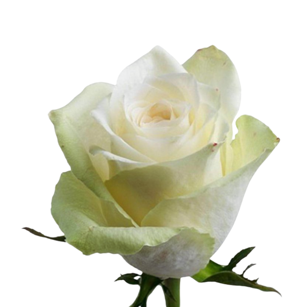 Rose athena