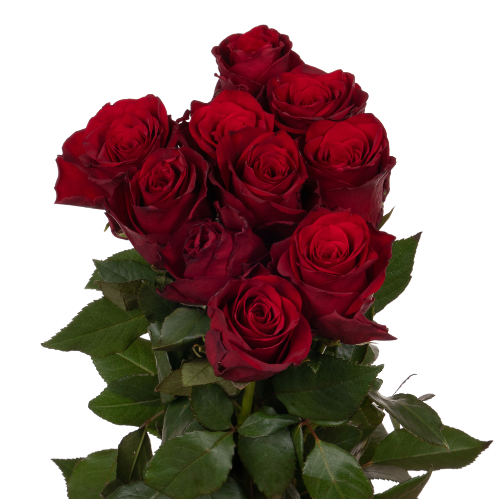 Rose explorer