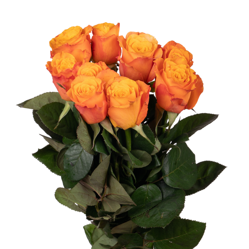Rose confidential
