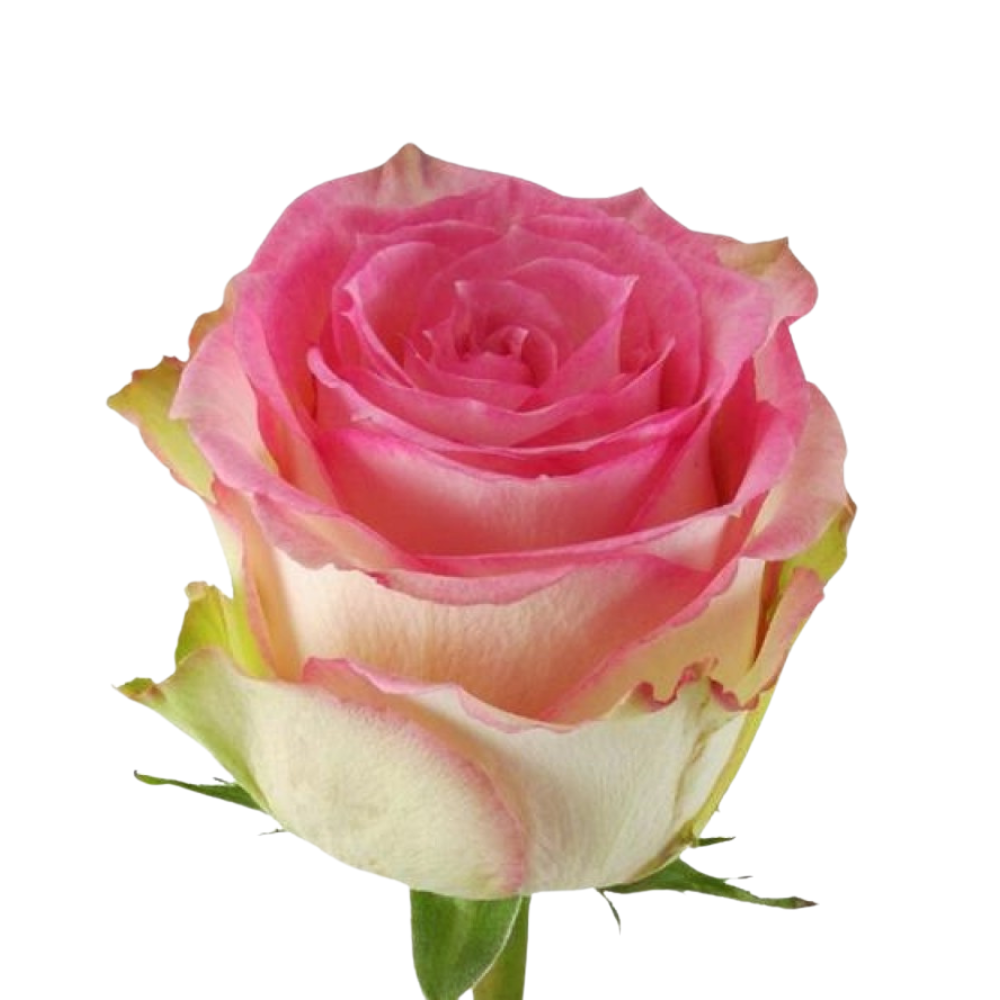 Rose esperance