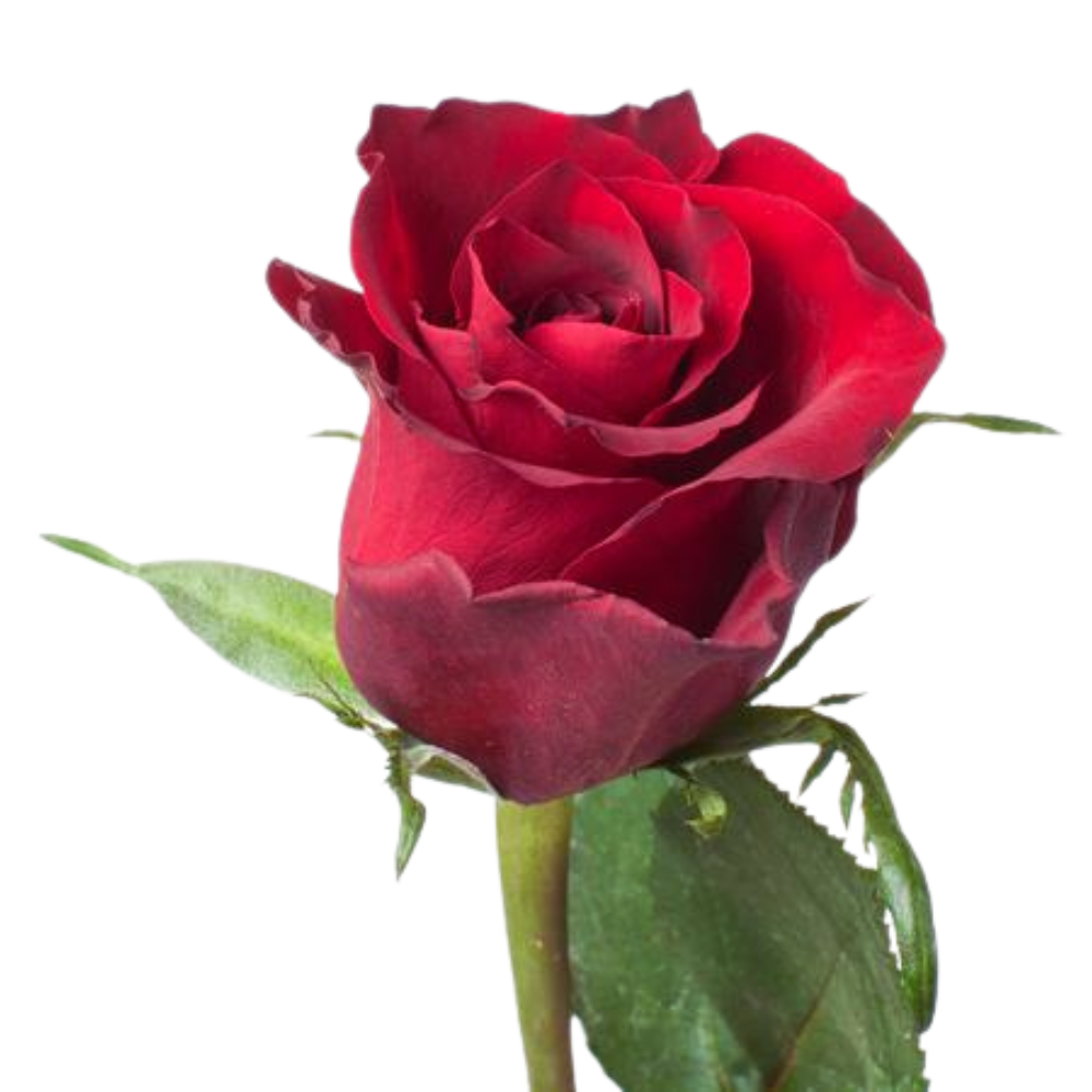 Rose ever red