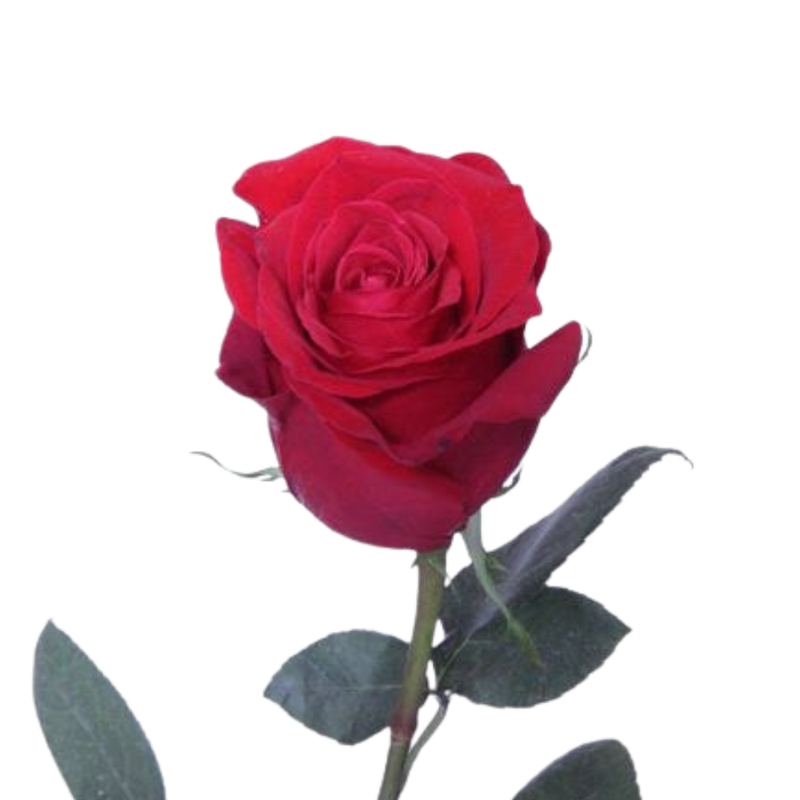 Rose freedom