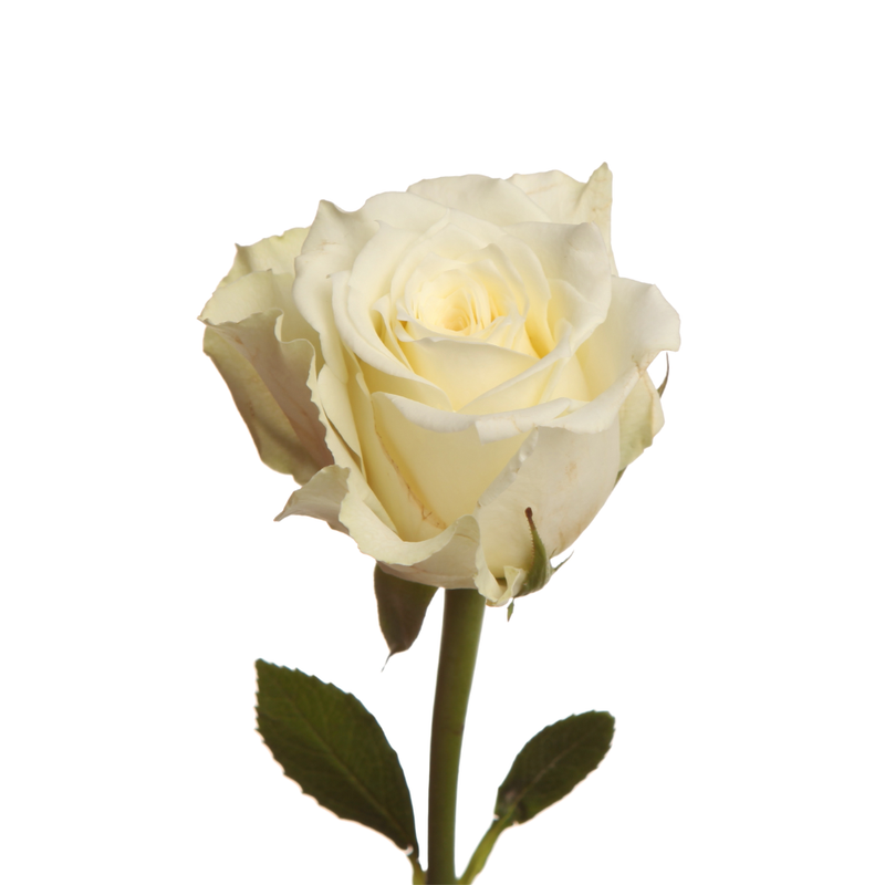 Rose ice breaker