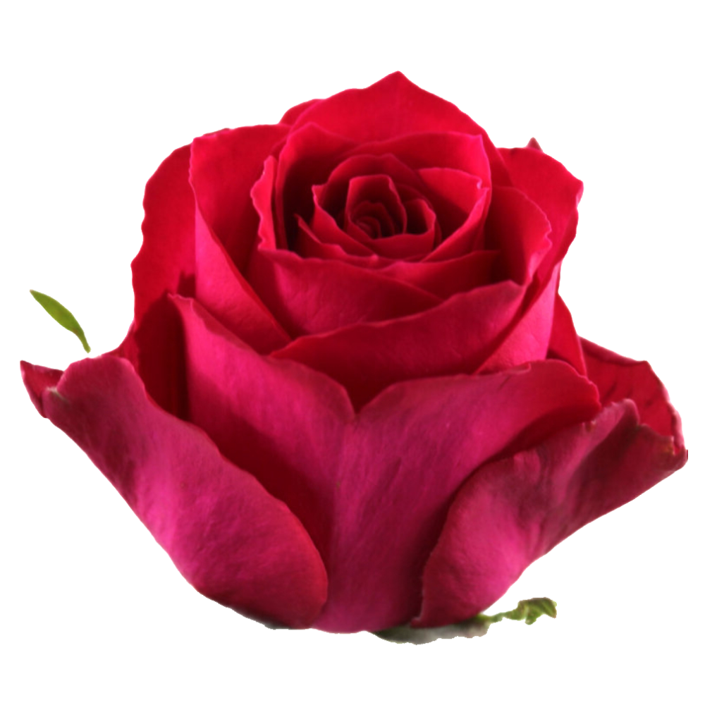 Rose madam cerise