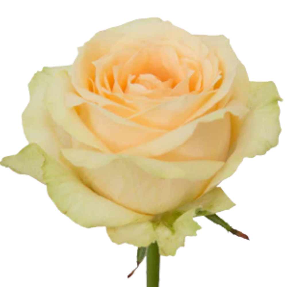Rose magic avalanche+