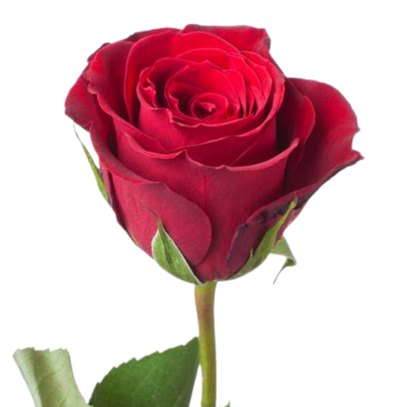 Rose furiosa