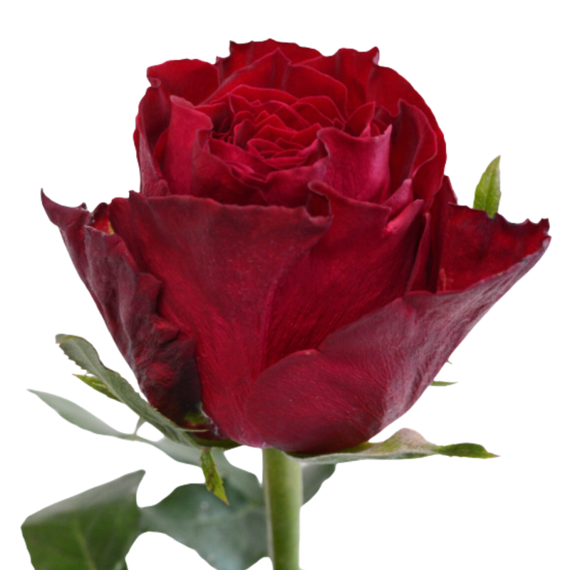 Rose madam red