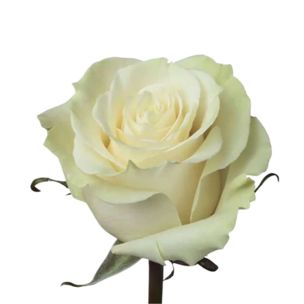 Rose mondial
