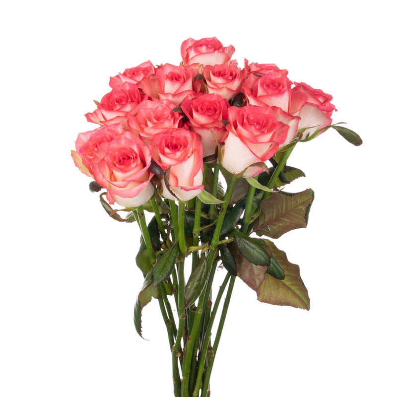 Rose jumilia