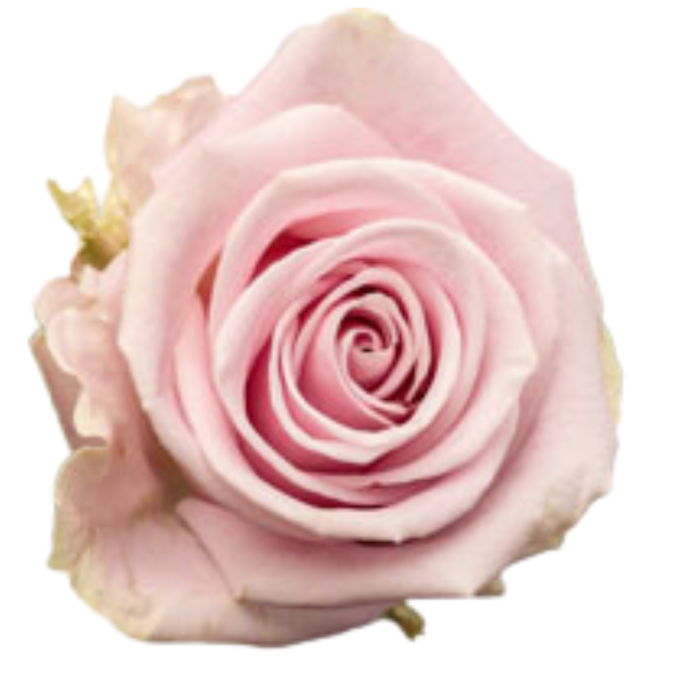 Rose lena