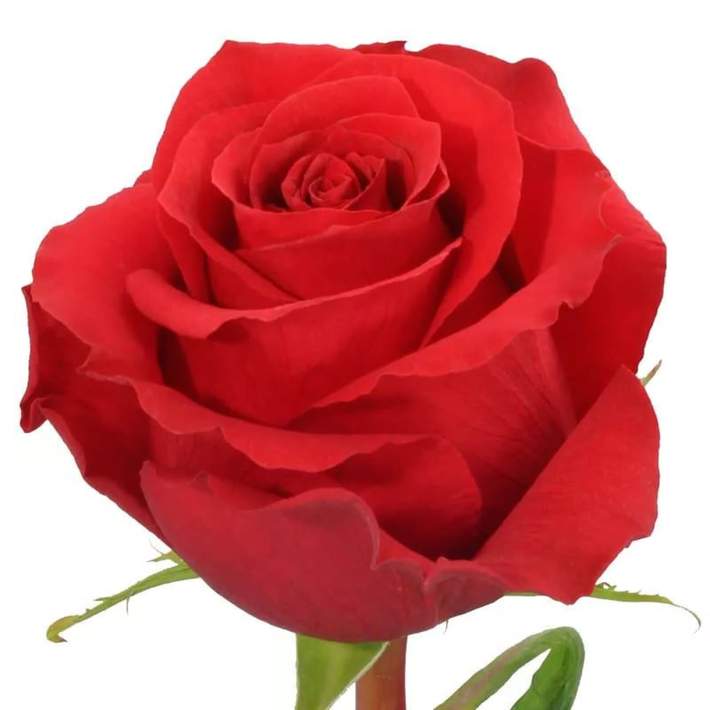 Rose nina