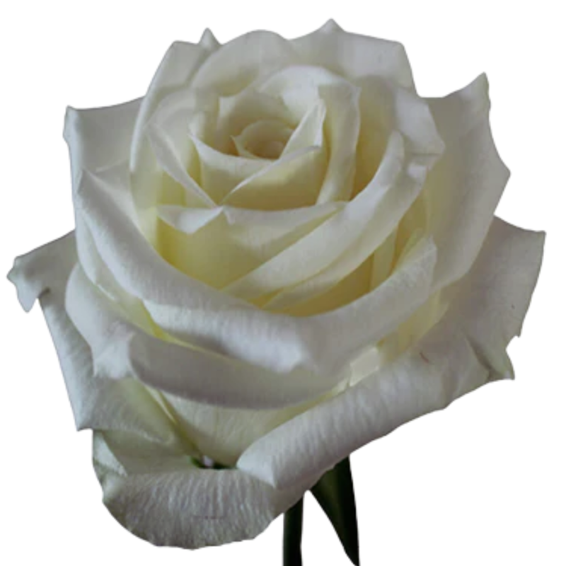 Rose nova vita