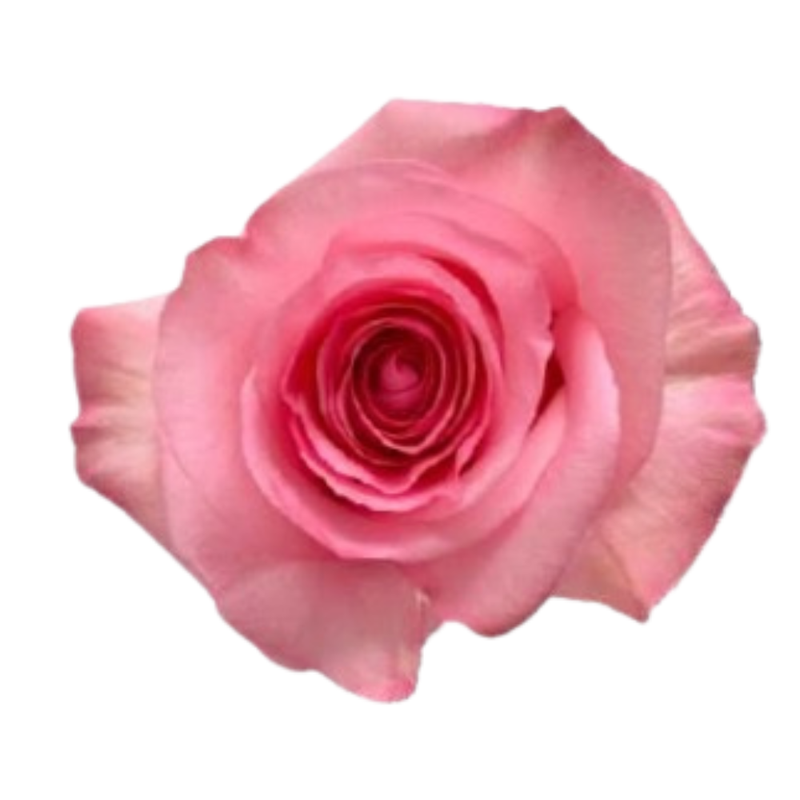 Rose opala