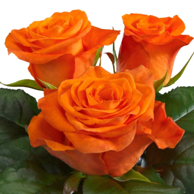 Rose orange wave