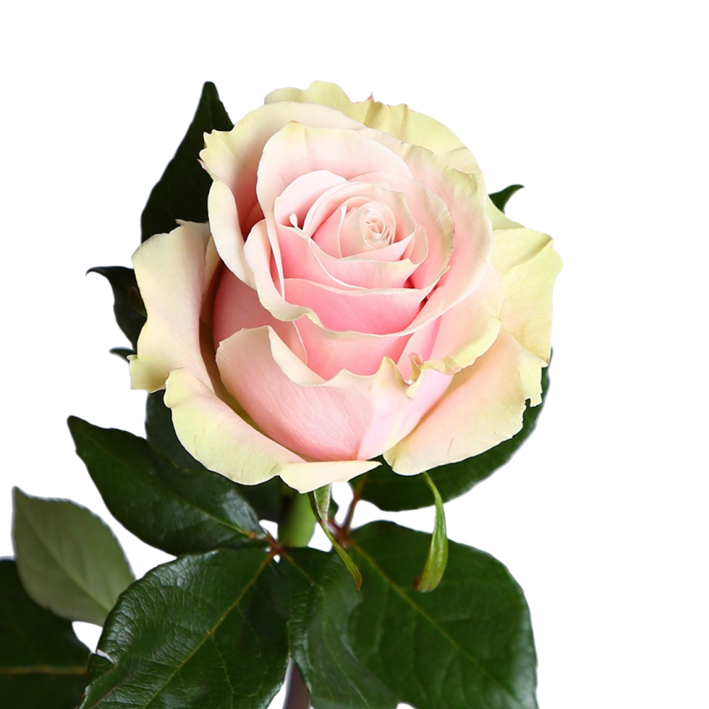 Rose pink mondial
