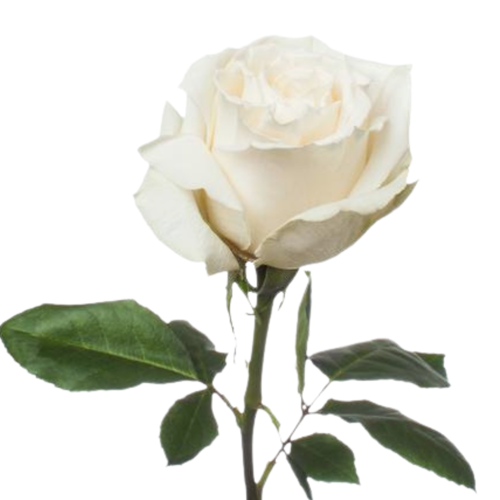 Rose playa blanca