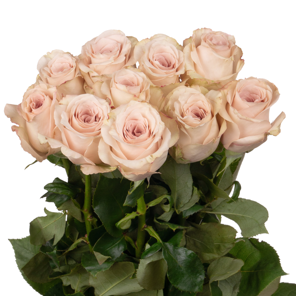 Rose quicksand