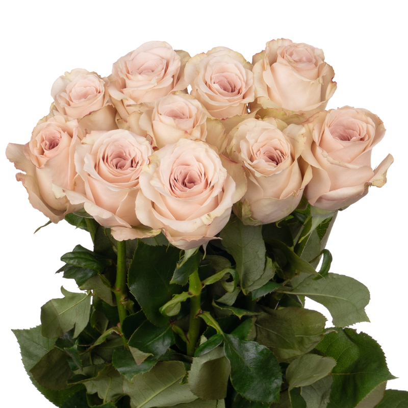 Rose quicksand