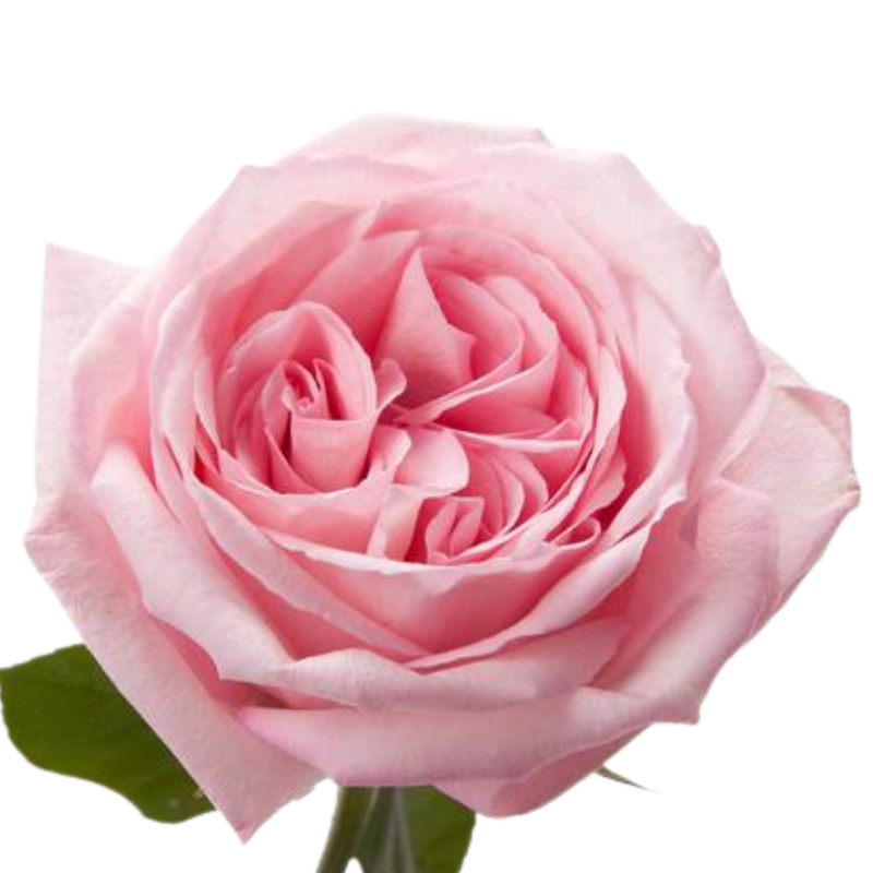 Rose pink ohara