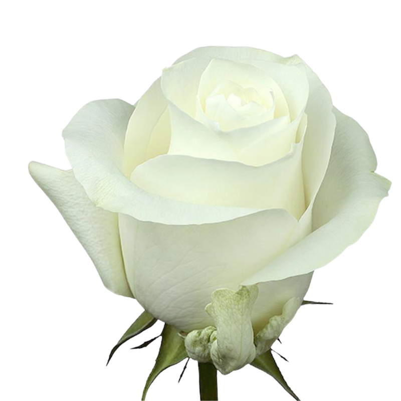 Rose proud