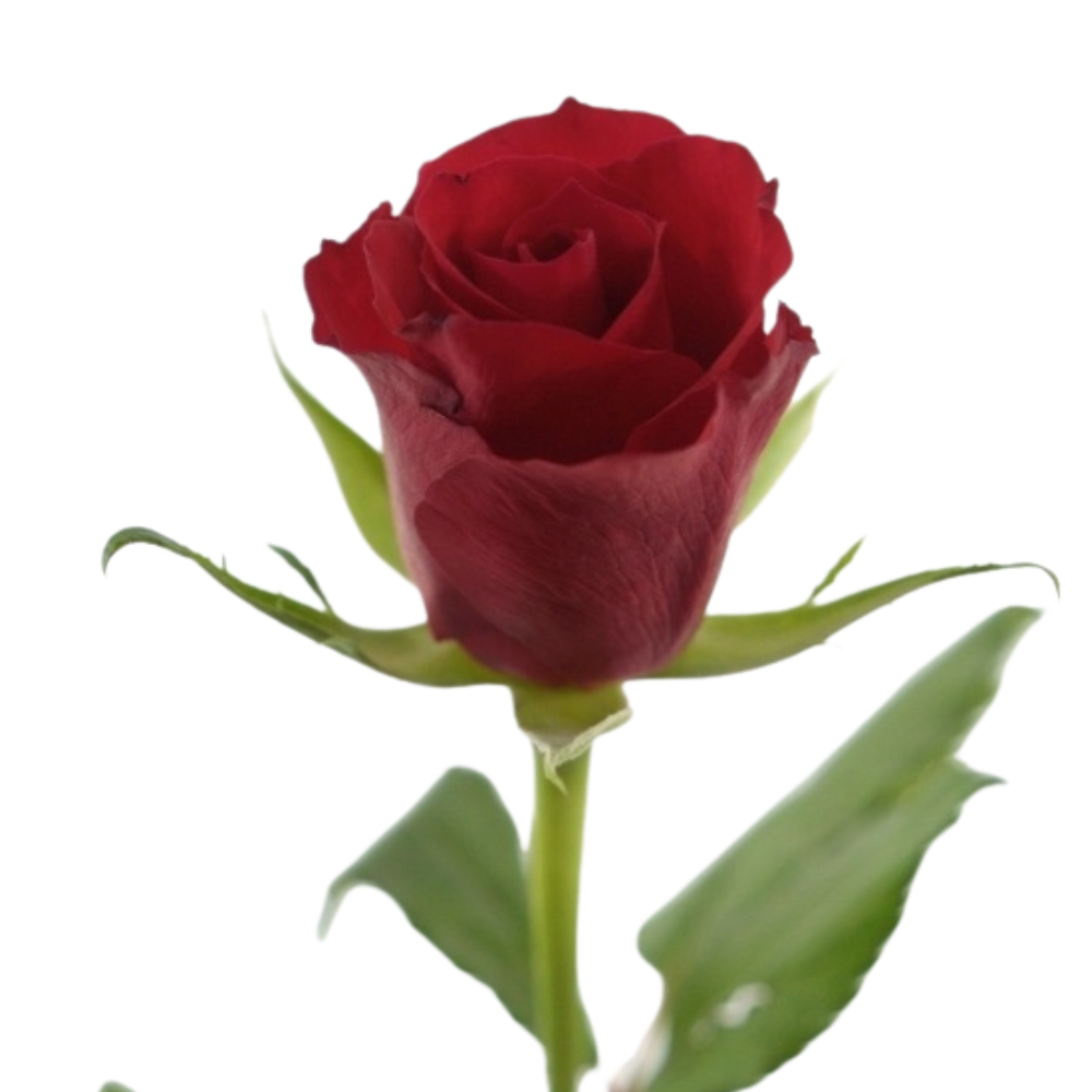 Rose red calypso