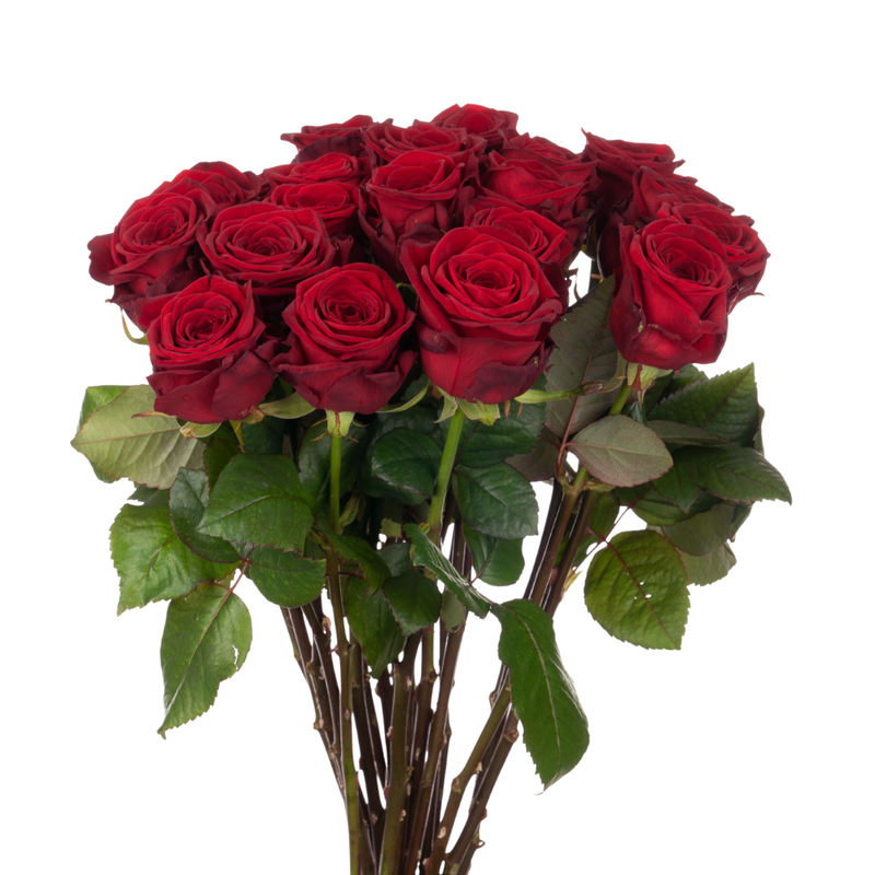 Rose red naomi!