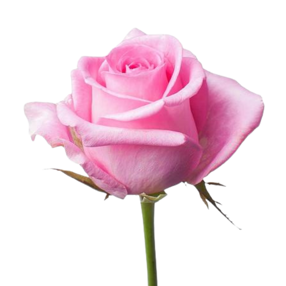 Rose revival